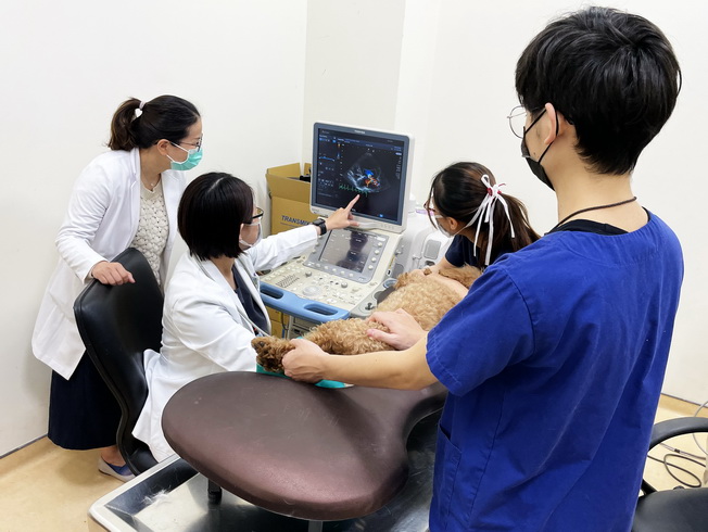 高萱萍獸醫師指導實習學生判斷家犬心臟超音波檢查結果。