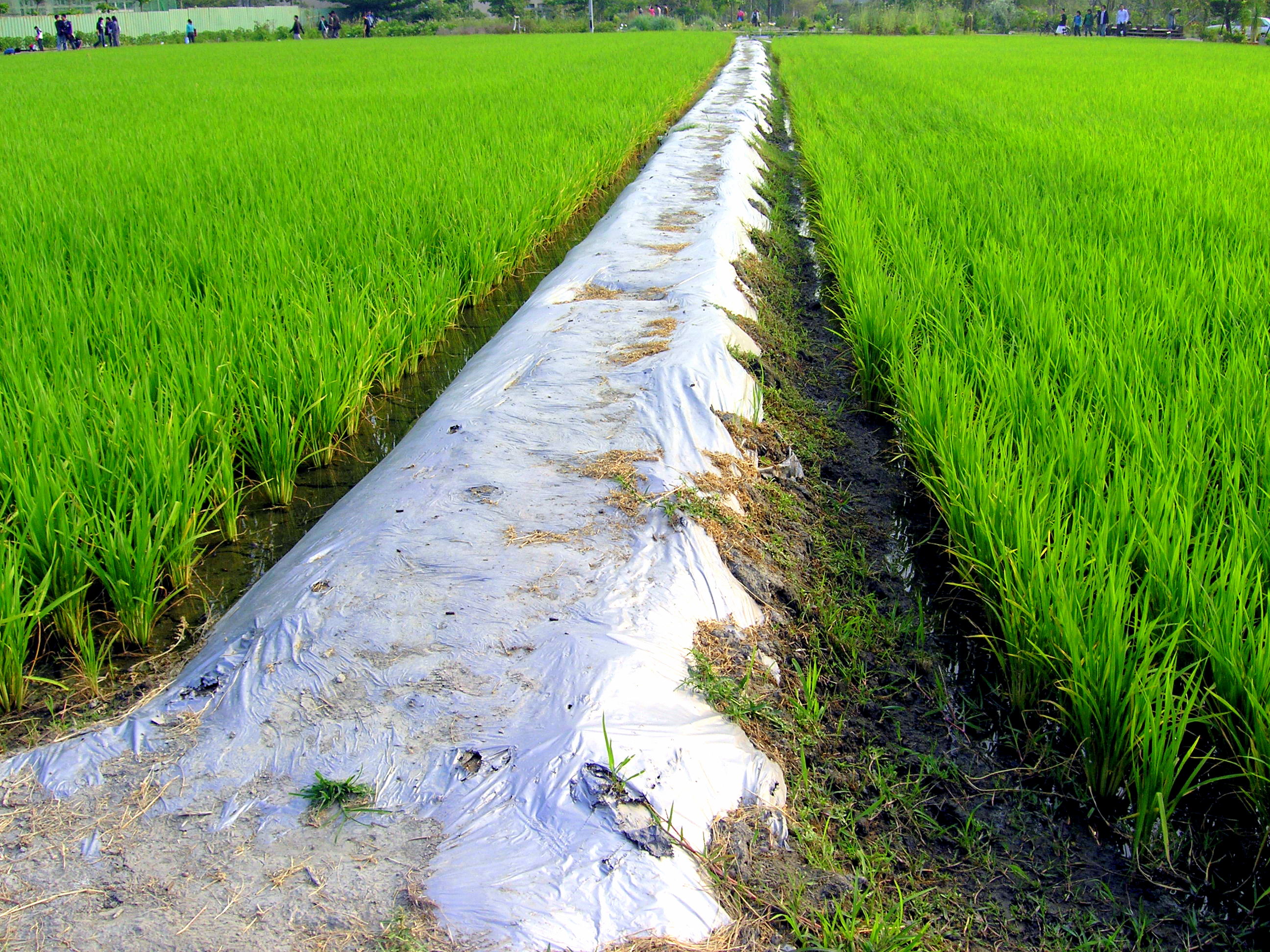 農藝學系農場--水稻田