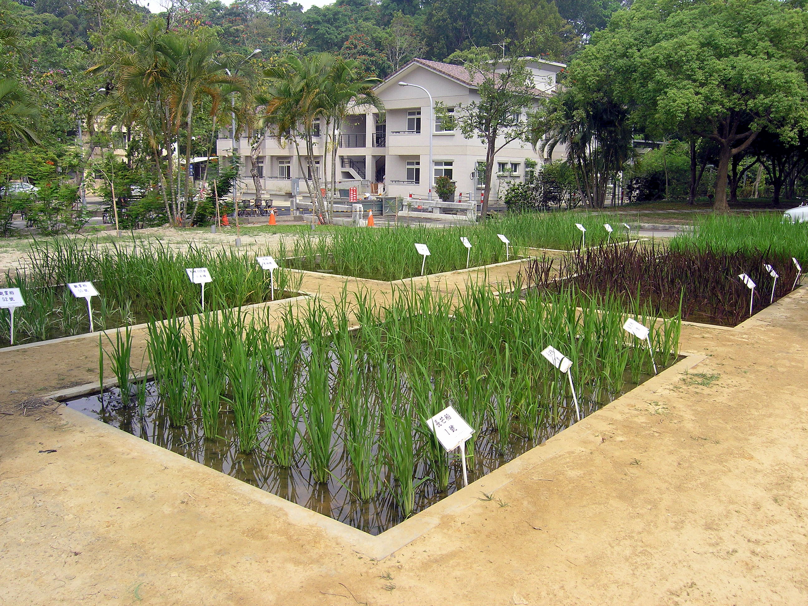 農藝學系水稻標本園區