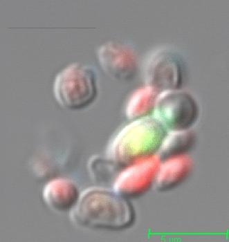 雷射共軛焦顯微鏡分析酵母菌轉基因表現