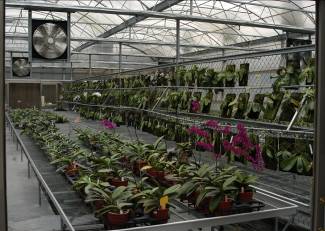 蝴蝶蘭種原保存溫室